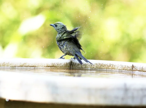 Fåglar som badar — Stockfoto