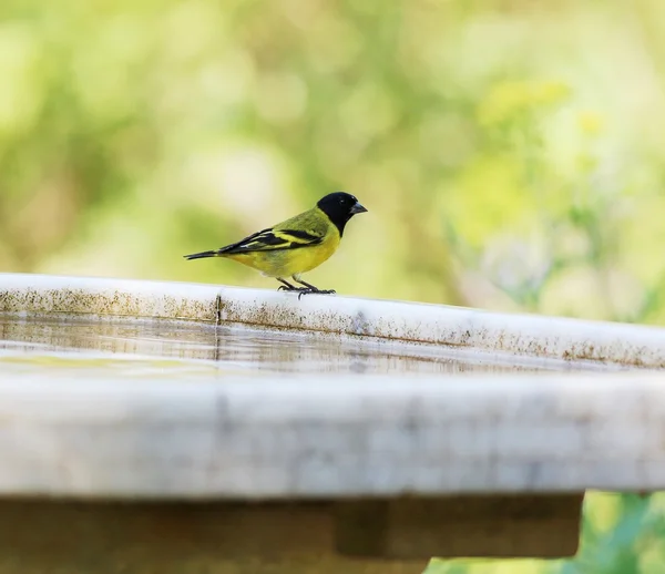 Goldfinch. — Fotografia de Stock