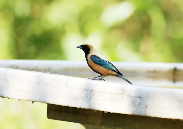 Goldfinch — kuvapankkivalokuva