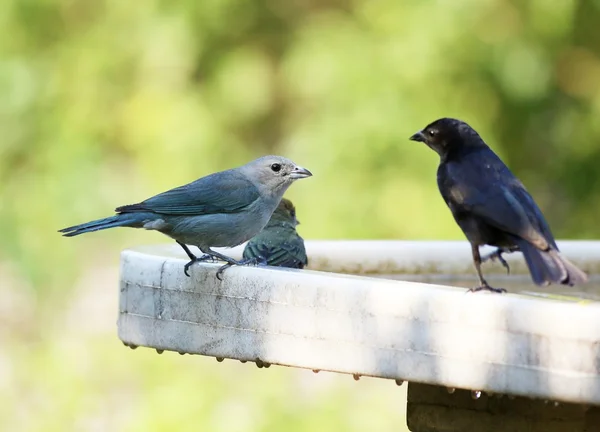 Birds playing — Stock Photo, Image