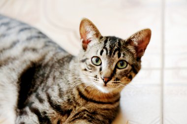 Çizgili kedi yakın çekim