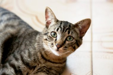 Çizgili kedi yakın çekim