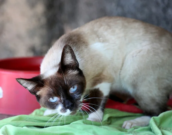 Gato doméstico — Foto de Stock