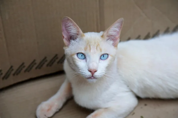 Gato blanco — Foto de Stock