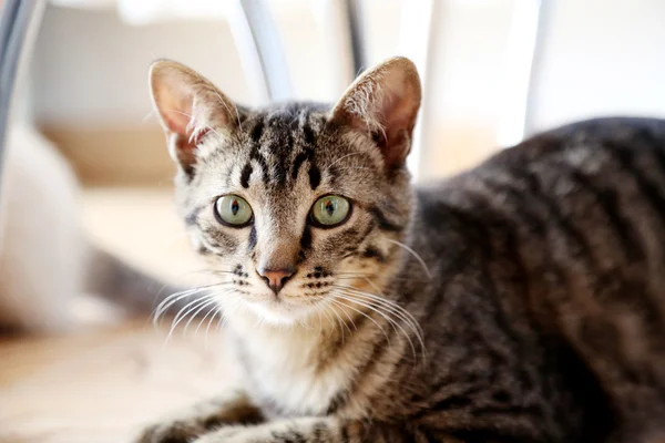 Gato listrado perto — Fotografia de Stock