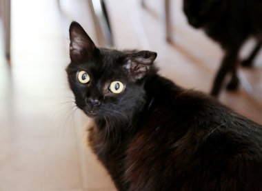 Siyah kedi içinde closeup