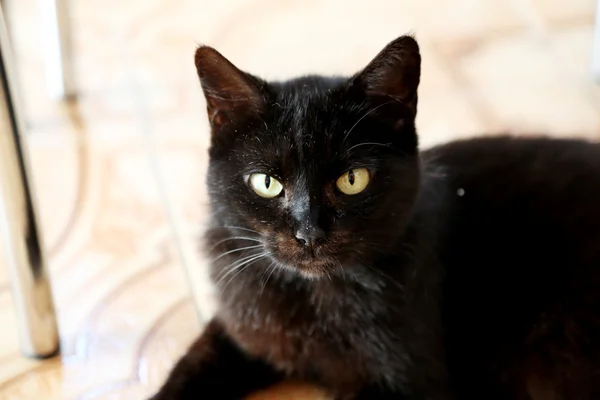 Katze auf dem Tisch — Stockfoto