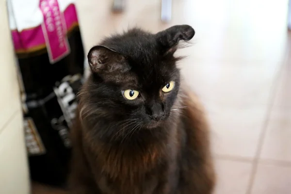 Zwarte kat in close-up — Stockfoto