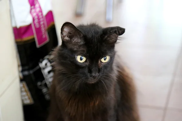 Zwarte kat in close-up — Stockfoto
