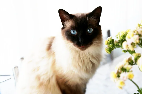 Gato em close-up — Fotografia de Stock