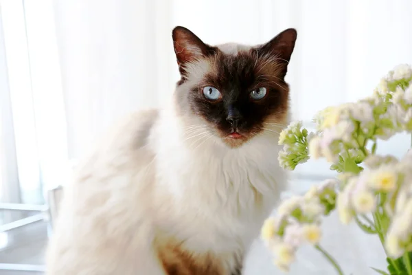 Cat in close-up — Stockfoto