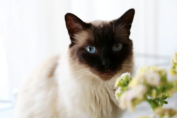 Cat in close-up — Stockfoto