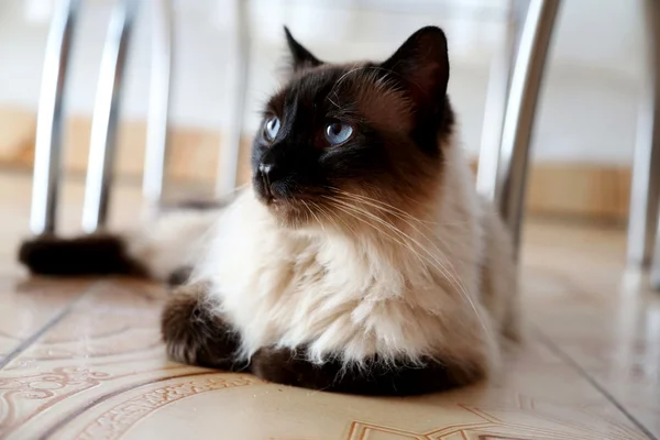 Katt i närbild Royaltyfria Stockbilder