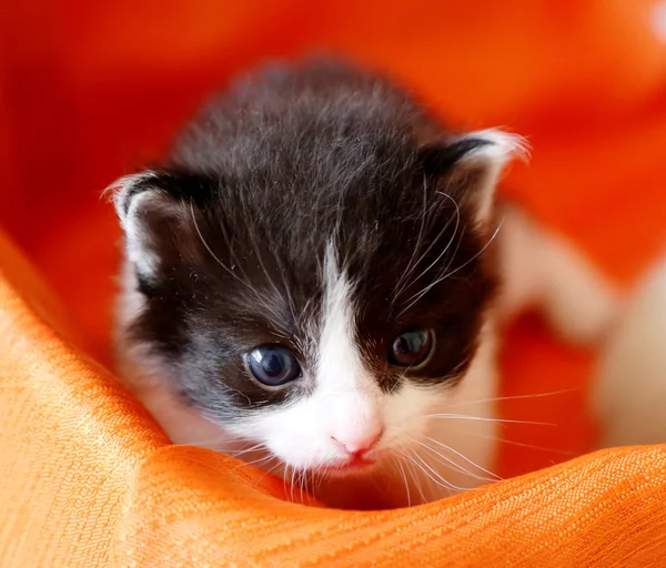 Bebé gato — Foto de Stock