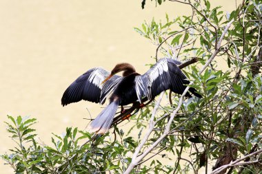 Goosander sunning