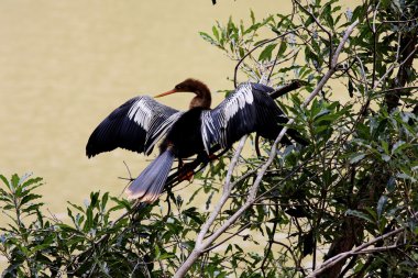 Goosander sunning