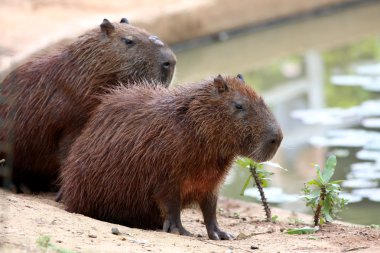 Capibara göl