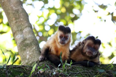 Dal üzerinde maymunlar çivi