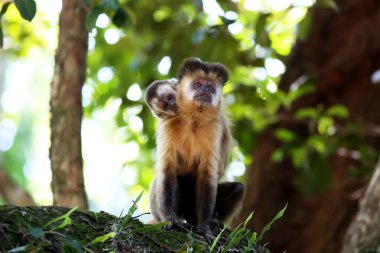 Dal üzerinde maymunlar çivi