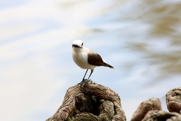 Fluvicola nengeta — Stock Photo, Image