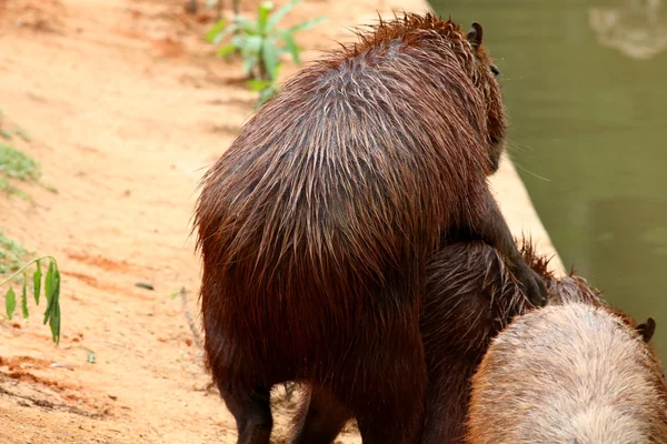 Capibara fare sesso — Foto Stock