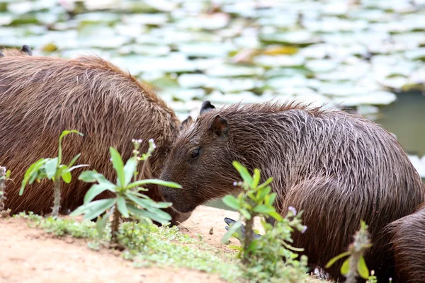 Capybara in the lake — Stock Photo, Image