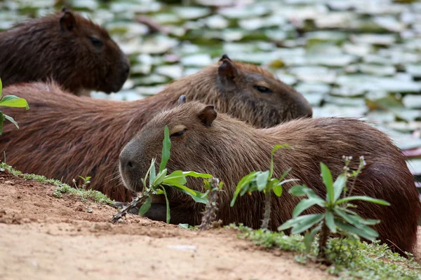 Capybara in the lake — Stock Photo, Image