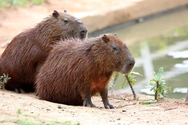 Capybara in the lake — Stock Photo, Image