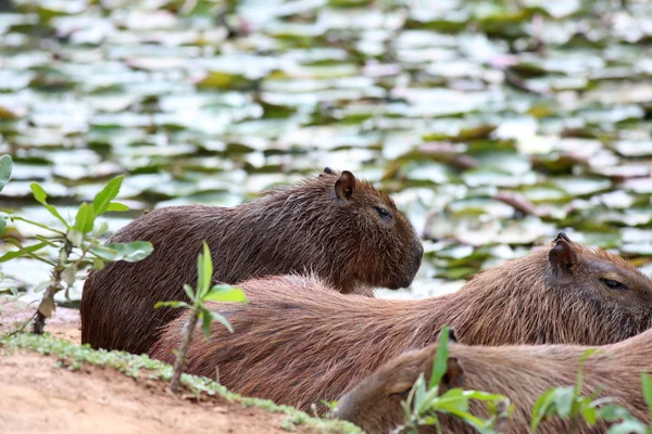 Capybara in the lake — Stock Photo, Image