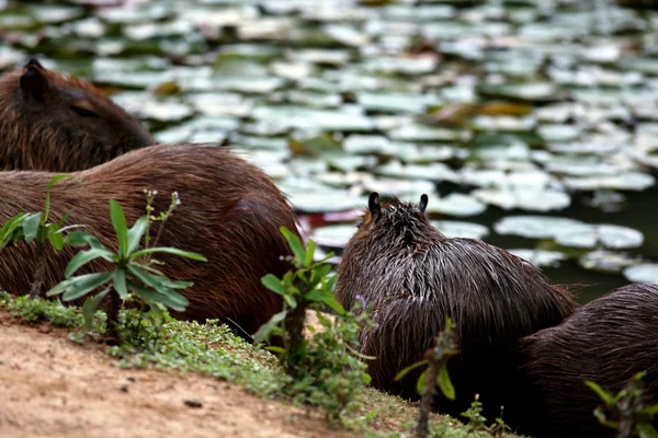 Capibara göl — Stok fotoğraf