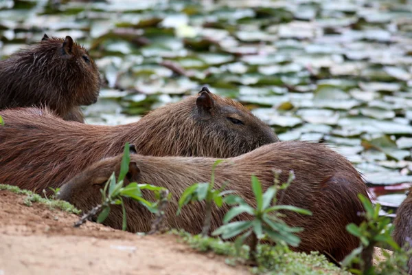 Capybara in the lake — Stock Photo, Image