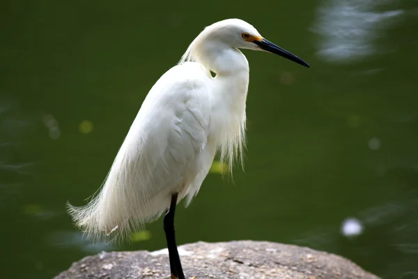 White egret at the lakeside — Stock Photo, Image