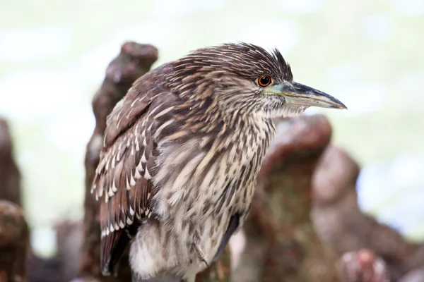 Butorides striatus — Stock Photo, Image