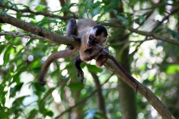 Monkey on the branch — Stock Photo, Image