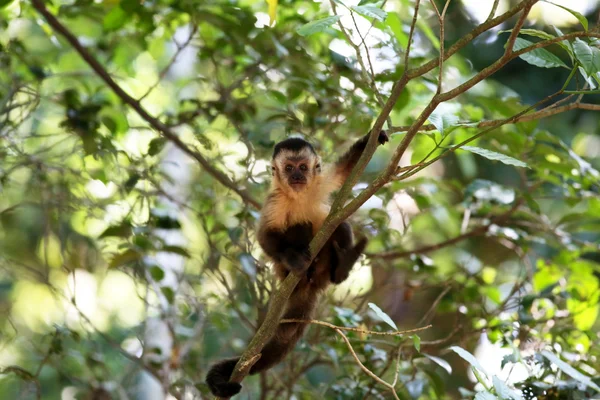 Monkey on the branch — Stock Photo, Image