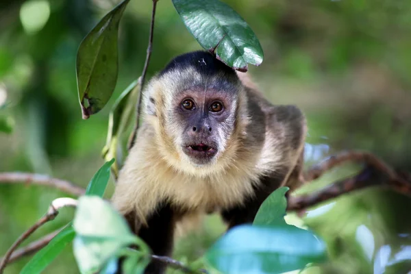 Monkey on the branch — Stock Photo, Image