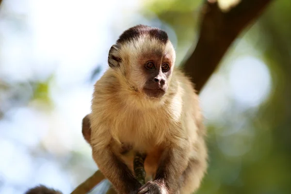 Macaco no ramo — Fotografia de Stock