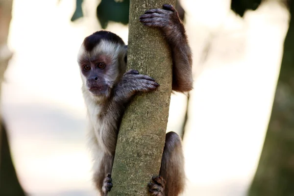 Macaco no ramo — Fotografia de Stock