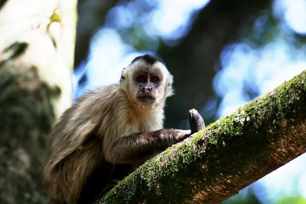 Macaco no ramo — Fotografia de Stock