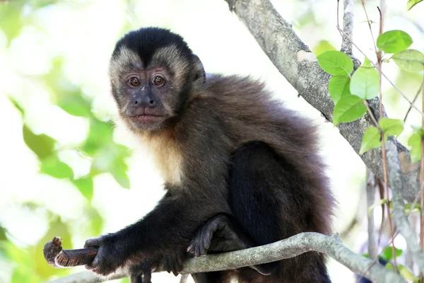 Macaco no ramo — Fotografia de Stock