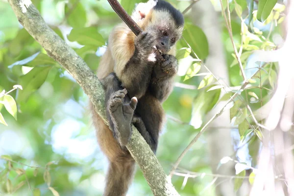 Nail monkey eating leaves — Stock Photo, Image