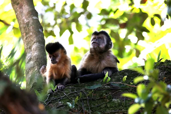 Macacos pregos no ramo — Fotografia de Stock