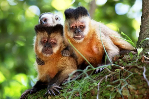 Familj av apor på trädgren — Stockfoto