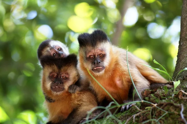 Famille des singes sur la branche de l'arbre — Photo