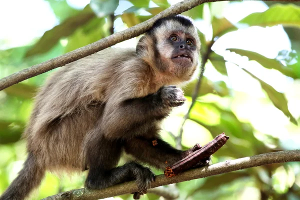 Monkey on the branch — Stock Photo, Image