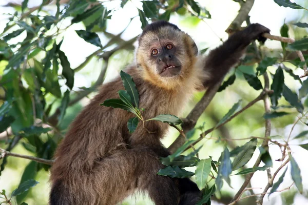 Monkey on the branch — Stock Photo, Image