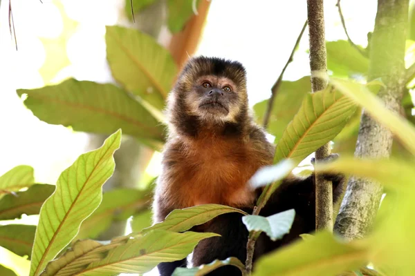 Monkey on the branch — Stock Photo, Image