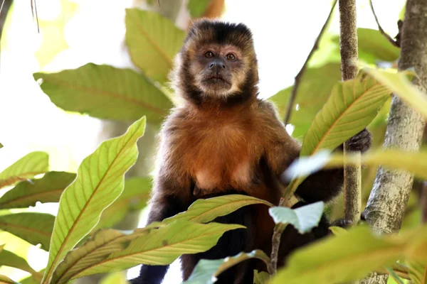 Μαϊμού στο κλάδο — Φωτογραφία Αρχείου