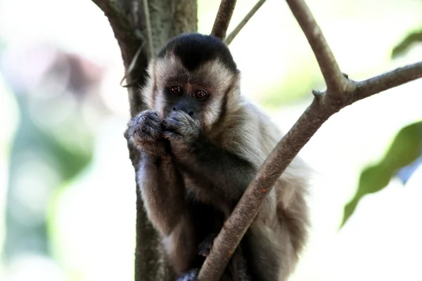 Macaco de prego comendo folhas — Fotografia de Stock