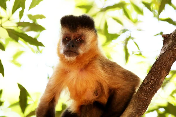 Macaco no ramo — Fotografia de Stock